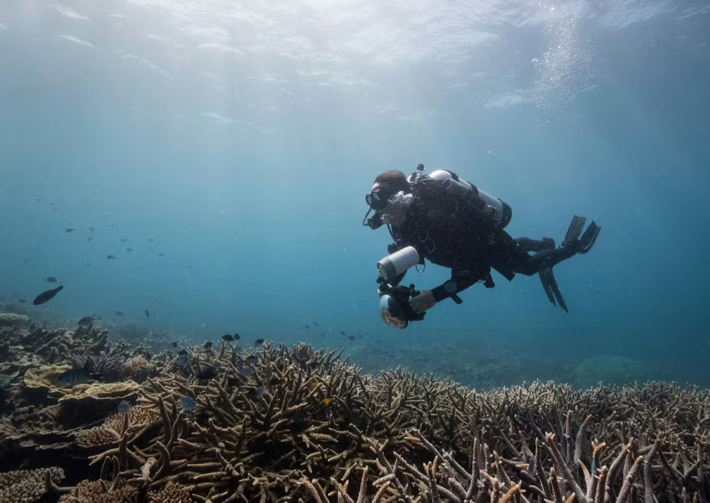 Chasing Coral production on the Great Barrier Reef, 2016