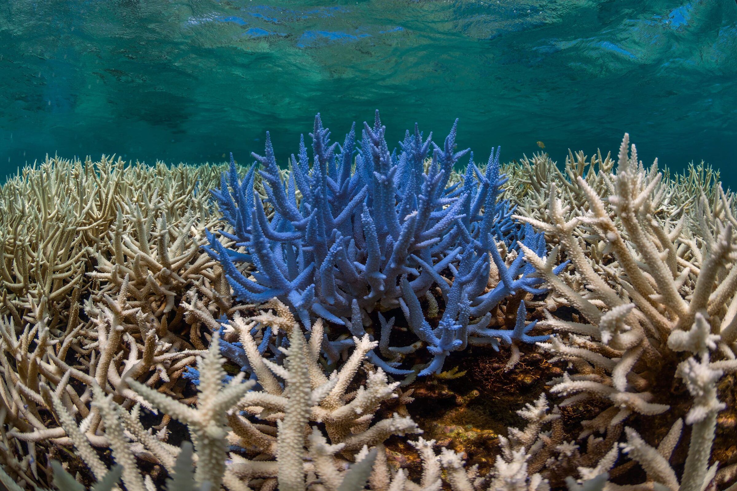 Coral bleaching event documented in New Caledonia